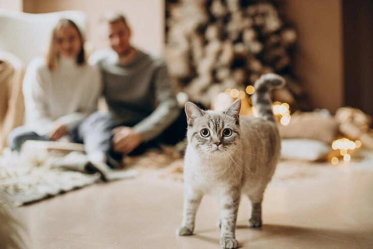 couple-with-their-kitten-celebrating-christmas_1303-30192.jpg